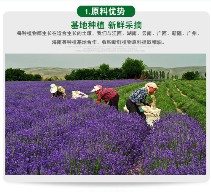 植物纯露洋甘菊