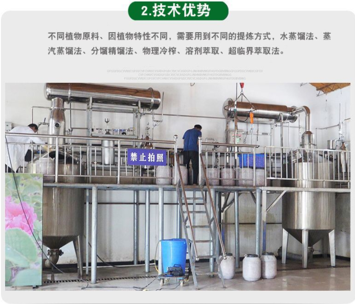 植物纯露洋甘菊